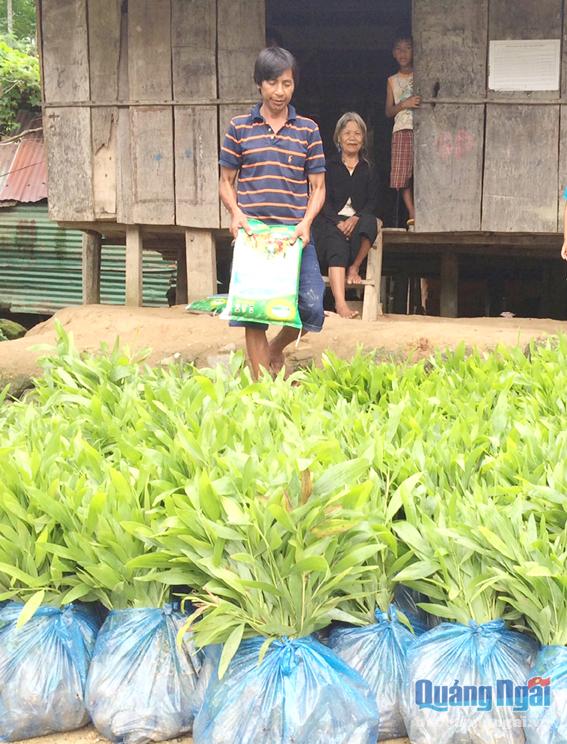 Anh Phạm Văn Lếch thôn Măng Lùng, xã Ba Tô (Ba Tơ) chuẩn bị phân bón lót, tập kết cây giống để trồng rừng.