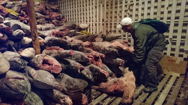 Số cá mập bị nhà chức trách Ecuador thu giữ trên tàu cá Trung Quốc. (Ảnh: EPA)