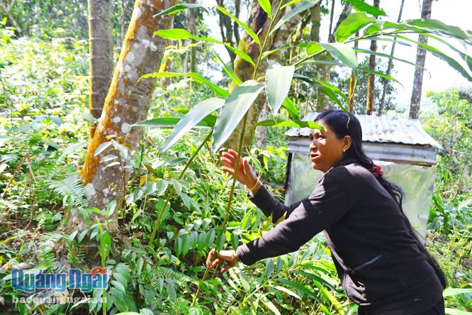 Cần đẩy nhanh tiến độ giao đất, giao rừng cho các hộ đồng bào dân tộc thiểu số thiếu đất, để bà con đầu tư trồng rừng, phát triển cây lâm nghiệp vươn lên thoát nghèo bền vững.
