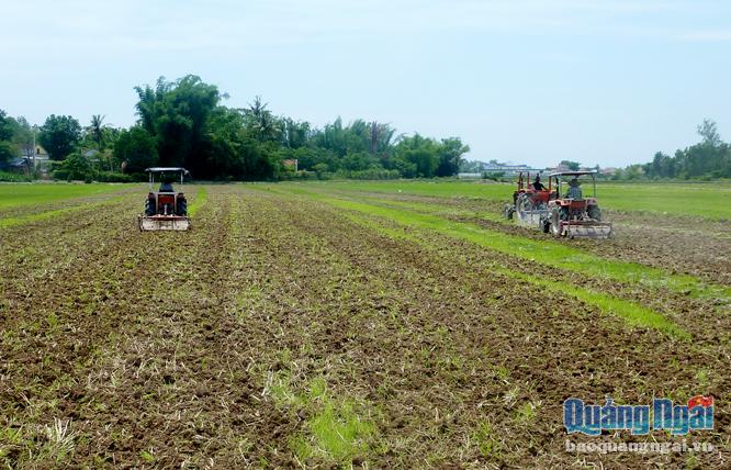 Quang cảnh dồn điền đổi thửa trên đồng lúa Phổ Thuận sau khi thu hoạch xong vụ đông xuân 2016-2017.
