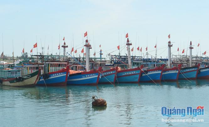 Các cảng cá, khu neo đậu hiện chỉ đáp ứng 1.800/5.500 chỗ neo đậu tàu thuyền.