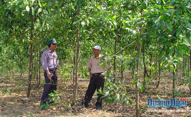  Keo lai của HTX KDDVNN Bình Trung 1 trồng theo quy trình nâng cao chuỗi giá trị sản phẩm rừng phát triển tốt.
