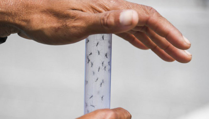 Muỗi vằn nhiễm bệnh tại phòng thí nghiệm Fiocruz - Ảnh: AFP