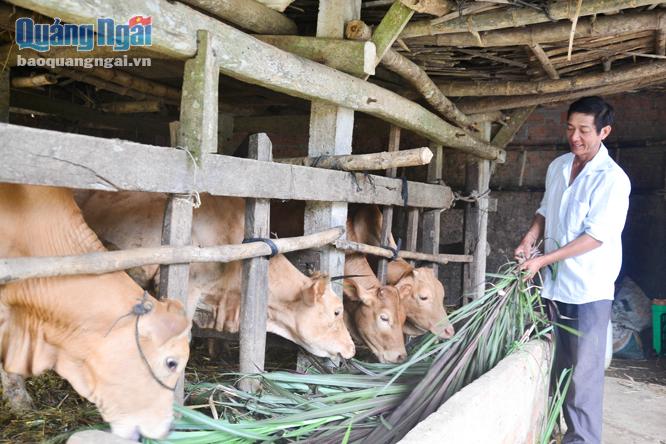 Phát triển đàn bò và trồng rau màu là hướng đi chủ lực trong phát triển kinh tế của nhiều gia đình  ở thôn Hạnh Phúc.