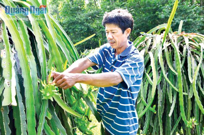 Hiện nay, người dân huyện Nghĩa Hành đang mở rộng để phát triển vùng chuyên canh về cây ăn quả lớn nhất tỉnh.