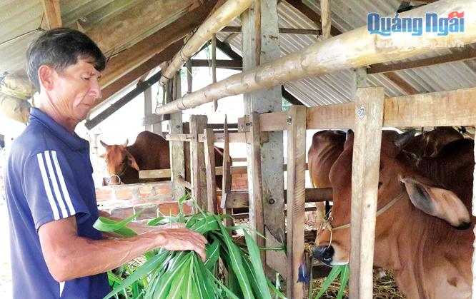 Nhờ được hỗ trợ bò, gia đình ông Phạm Quang Minh ở thôn Thạch Thang, xã Đức Phong (Mộ Đức) đã thoát nghèo.