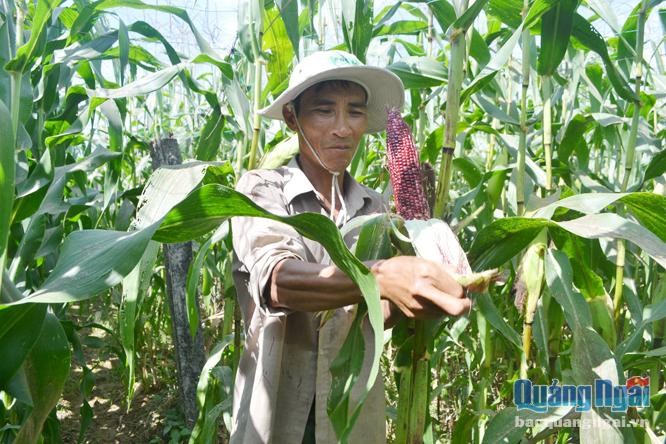 Bắp là một trong những đối tượng nông dân chọn luân canh, nhằm phá thế độc canh cây lúa.