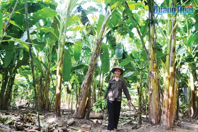  Mô hình trồng chuối ngự đã giúp nhiều hộ dân ở thôn Nguyên Hòa xã Hành Tín Đông (Nghĩa Hành) có cuộc sống khấm khá.