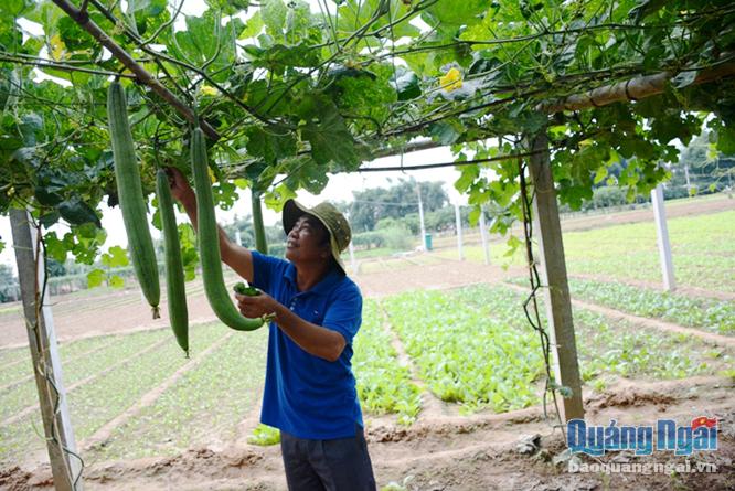 Nông dân Nguyễn Du, đang chăm sóc vườn rau, quả tại HTX rau an toàn Sông Trà.