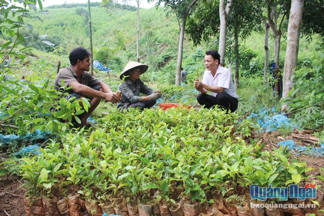 Cán bộ khuyến nông huyện Minh Long hướng dẫn đồng bào dân tộc thiểu số trồng chè đúng kỹ thuật