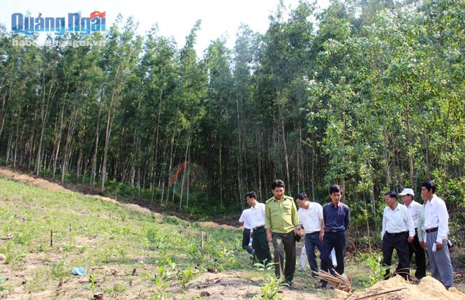 Đoàn cán bộ của tỉnh điều tra, giám sát khu vực lấn chiếm đất rừng của Công ty TNHH MTV Lâm nghiệp Ba Tơ.