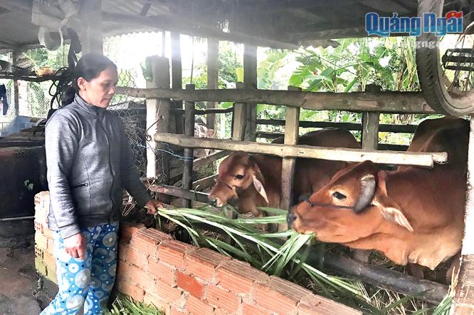   Mô hình nuôi bò nhốt chuồng giúp người dân Minh Long thoát nghèo.