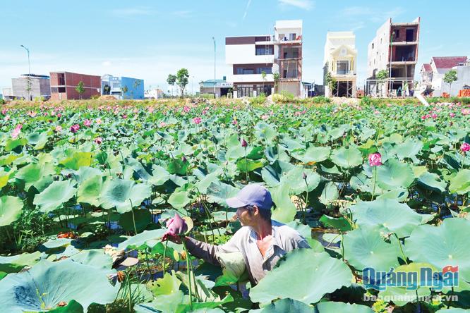Hàng loạt KDC mọc lên ở phường Nghĩa Lộ, khiến nhiều diện tích ruộng bị ngập úng do không còn kênh mương thoát nước và nông dân đã tận dụng để trồng sen trên ruộng ngập.