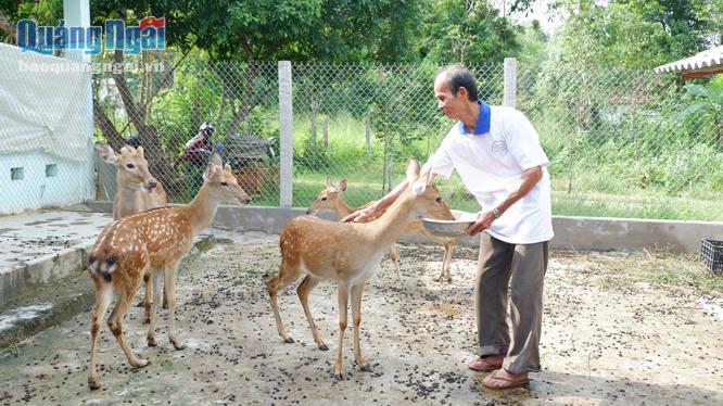 Hộ ông Nguyễn Thi, ở xã Bình Khương (Bình Sơn) mong rằng đàn hươu sao sẽ giúp gia đình phát triển kinh tế.
