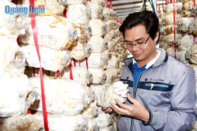 HTX Nuôi trồng và Kinh doanh nấm Bình Thạnh đã thực hiện dịch vụ tiêu thụ sản phẩm cho thành viên.