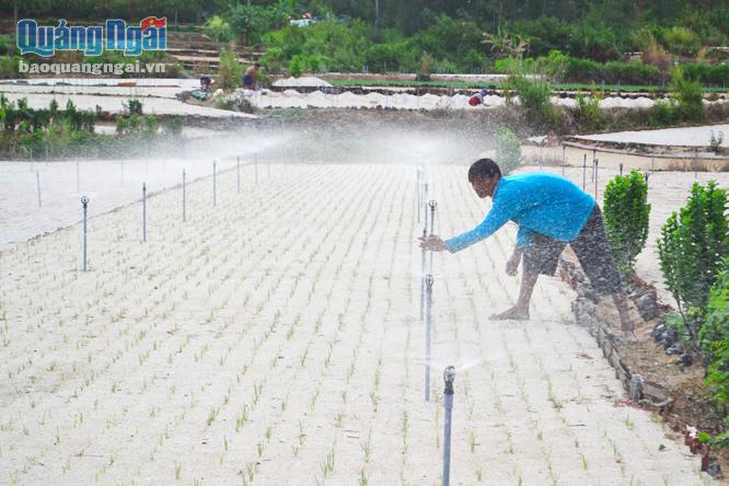 Mô hình tưới péc phun mưa cho cây hành, tỏi mà Chương trình bãi ngang ven biển hỗ trợ, được người dân Lý Sơn đồng tình hưởng ứng.