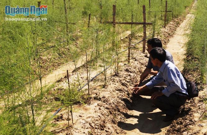 Mô hình trồng măng tây xanh tại xã Sơn Trung (Sơn Hà),  là mô hình trồng măng tây xanh đầu tiên của tỉnh.