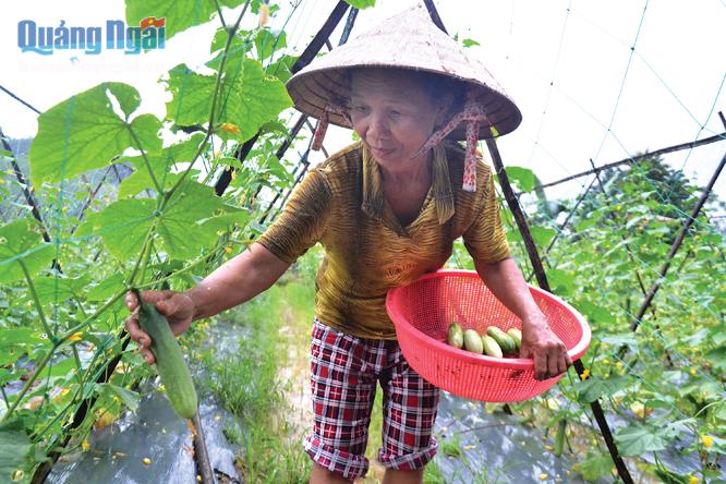  Hội viên phụ nữ xóm Suối phát triển mô hình trồng rau xanh, mang lại thu nhập cao.