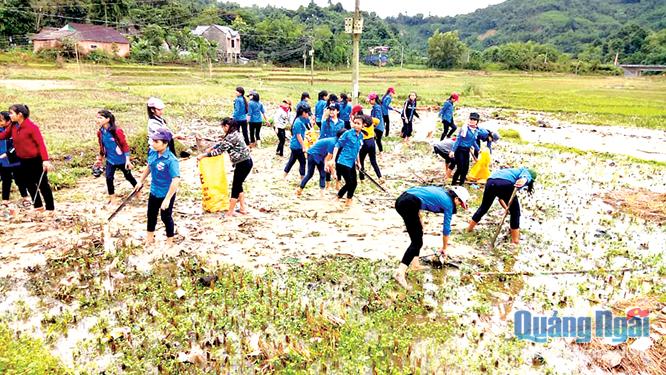 Đoàn viên thanh niên huyện Tây Trà làm sạch đồng ruộng sau lũ giúp người dân chuẩn bị sản xuất vụ đông xuân. Ảnh: PV