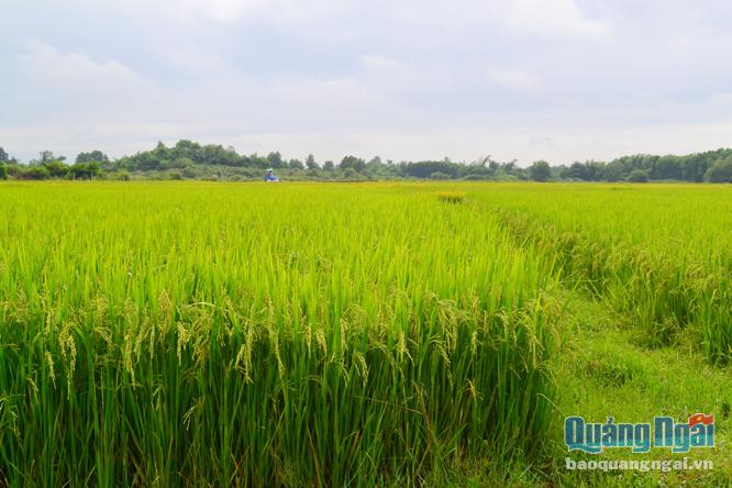 TP.Quảng Ngãi đang tập trung nhân rộng cánh đồng lớn sản xuất lúa chất lượng cao.