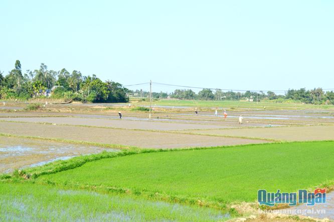 Đây là vụ thứ 3, nông dân xứ đồng Làng Cầu, xã Nghĩa Dõng liên kết với doanh nghiệp để sản xuất lúa giống.