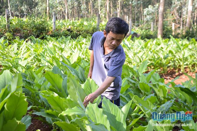  Nông dân xã Bình Châu chuyển sang trồng nghệ vì loại cây này có giá trị kinh tế cao.