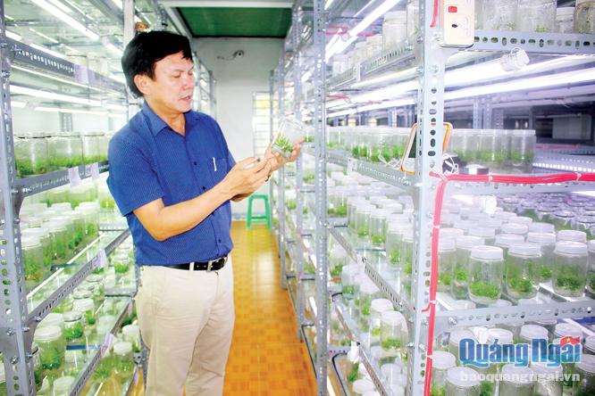 Mỗi năm, Công ty TNHH Khoa học và Công nghệ Nông Tín cung cấp hàng triệu cây giống keo lai bằng phương pháp nuôi cấy mô phục vụ cho việc trồng rừng.                                                                                                                                                      Ảnh: NK
