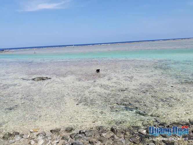  Luồng gần bờ nhất là khu vực nhìn rõ đá và các loại xác sinh vật như vỏ ốc, sò hay xác san hô chết.