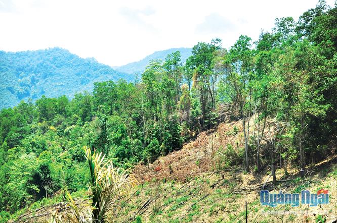 Một vạt rừng thuộc dự án rừng JIBIC cấp chồng lấn lên đất sản xuất của người dân, gây ra tình trạng tranh chấp đất kéo dài nhiều năm qua trên địa bàn xã Sơn Tinh (Sơn Tây).