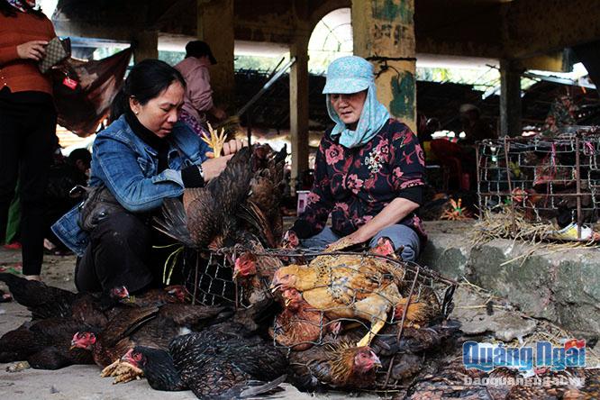 Theo người dân, càng về những ngày cuối tháng Chạp, chợ Nghĩa Dõng là nơi hội tụ của những chú gà trống đẹp nhất và những người rất sành về gà.