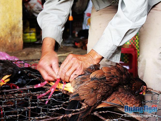 Các tiểu thương trói chặt chân gà trước khi rao bán.