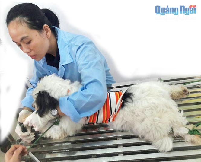 Bác sĩ Nhung đang tiến hành ca phẫu thuật cho chó.                Ảnh: M.Huy