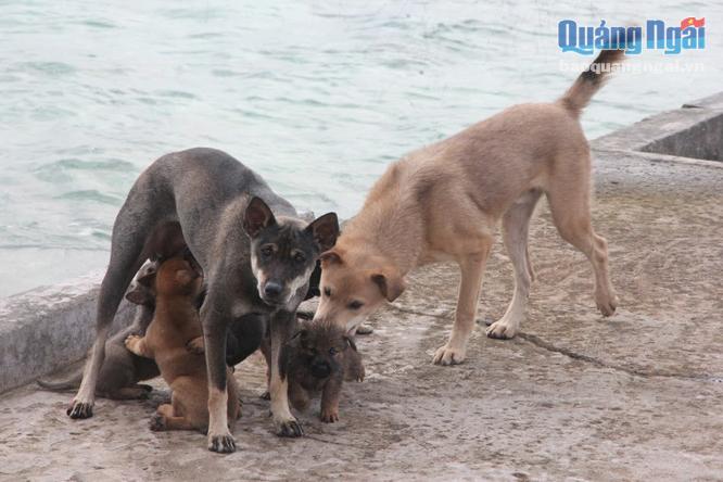 Mùa sinh sản, số lượng chó trên các đảo tăng đột biến, tuy nhiên số lượng chó trên các đảo chìm được hạn chế dưới 15 con vì không có không gian sinh hoạt.