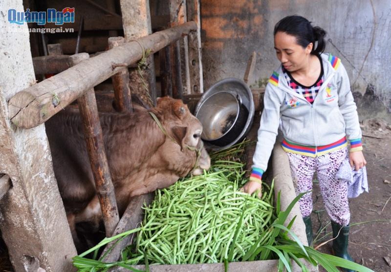 Nhiều người trồng rau đành ngậm ngùi hái đậu cô ve bỏ cho bò ăn.