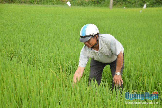 Sau Tết, nông dân xã Tịnh Sơn (Sơn Tịnh) đã ra đồng kiểm tra và phòng trừ sâu, bệnh cho cây lúa. Ảnh: Đ.Diệu