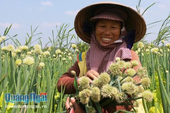 Gia đình bà Trương Thị Luôn, ở thôn Khê Nam, xã Tịnh Long có 2 sào hành. Cả 2 sào đều trổ hoa. Bà cho biết: 