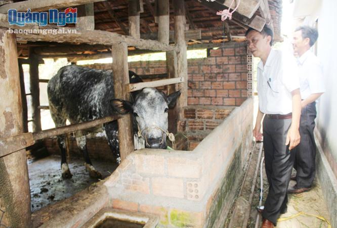 Cán bộ Khuyến nông tỉnh và huyện Đức Phổ tham quan mô hình nuôi bò lai giống mới (bò 3 B) tại hộ thành viên của Tổ hợp tác chăn nuôi xã Phổ Hòa.
