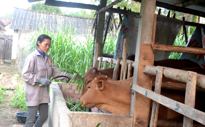 Dự án hỗ trợ bò theo Chương trình 30a tại xã Trà Bình (Trà Bồng) là một trong số ít phát huy được hiệu quả.