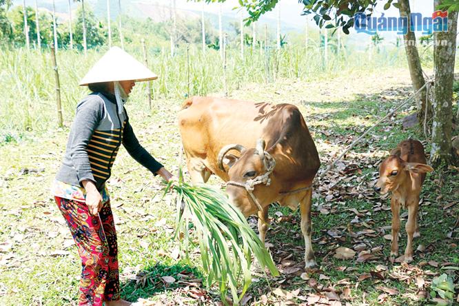 Bà Đinh Ơn, ở thôn Gò Ra, xã Sơn Linh (Sơn Hà) trồng cỏ voi để làm thức ăn cho bò.