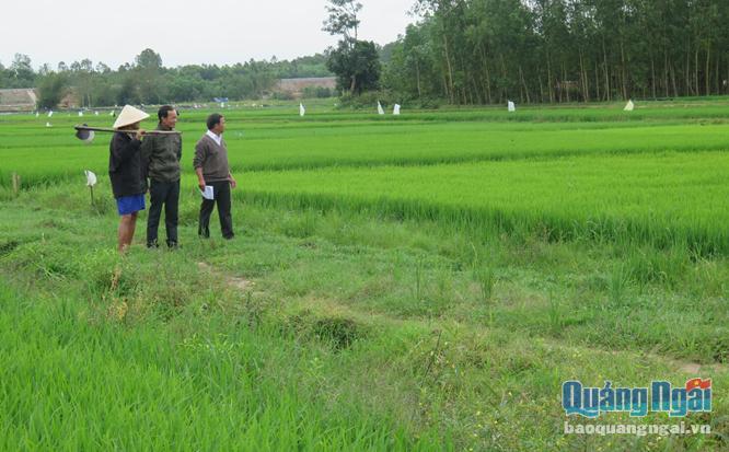 Cánh đồng lúa thôn Ngọc Trì, xã Bình Chương (Bình Sơn) xanh tốt nhờ hệ thống thủy lợi đầu tư hoàn thiện, dưới sự giám sát của HĐND xã.