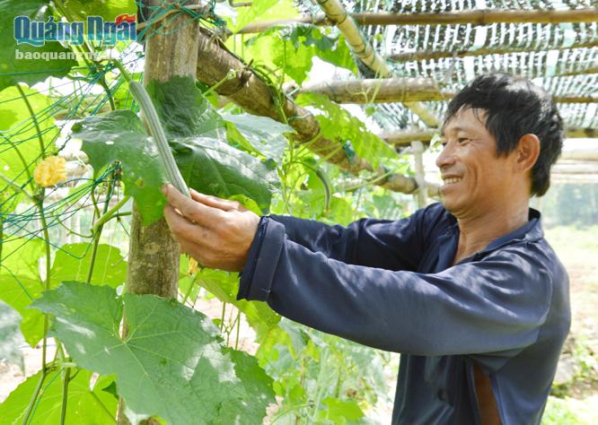 Nhiều nông dân ở huyện Trà Bồng đã biết trồng rau, hoa màu để tăng thu nhập cho gia đình.