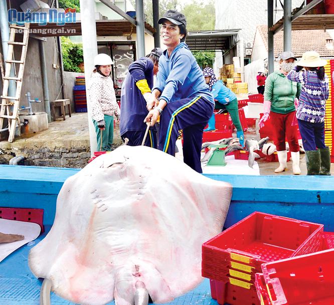 Một con cá đuối nặng khoảng 60kg, có giá bán tại bến khoảng 120.000 đồng/kg.