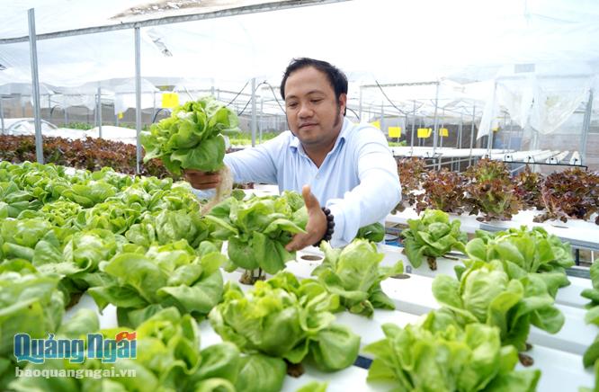  Sản phẩm rau sạch được sản xuất tại vườn rau thủy canh công nghệ cao của anh Nguyễn Tấn Phụng được khách hàng rất ưa chuộng.