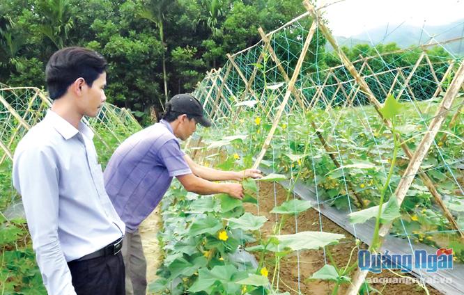Nông dân xã Sơn Trung (Sơn Hà) thực hiện mô hình trồng rau sạch.