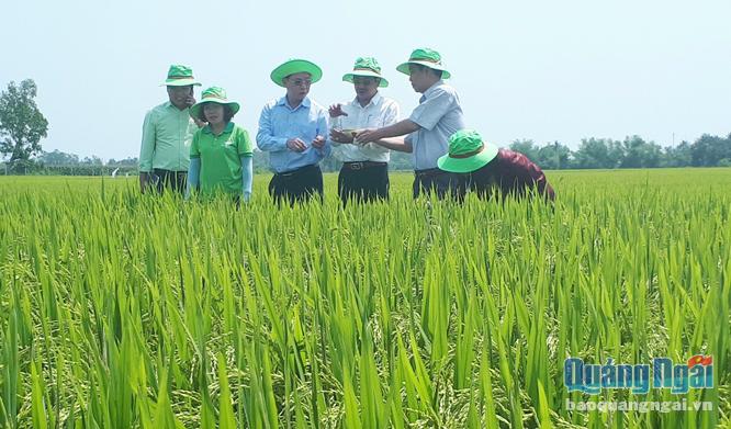 Cán bộ kỹ thuật ngành nông nghiệp kiểm tra lúa trên cánh đồng lớn ở xã Nghĩa Trung  (Tư Nghĩa).