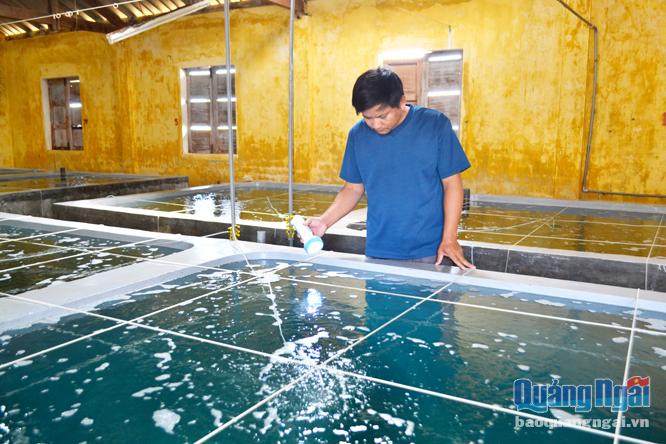 Trại thực nghiệm Giống thủy sản Đức Phong (Trung tâm Giống Quảng Ngãi) sản xuất thành công giống cua xanh, tôm thẻ chân trắng, ốc hương...