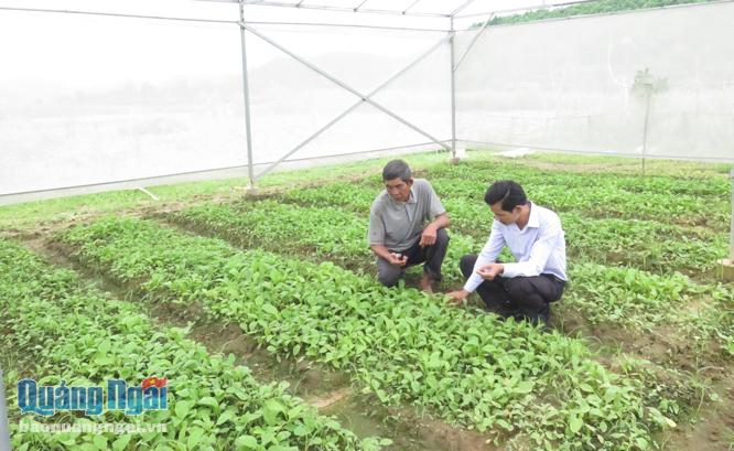 Mô hình trồng rau an toàn ở xã Sơn Trung.