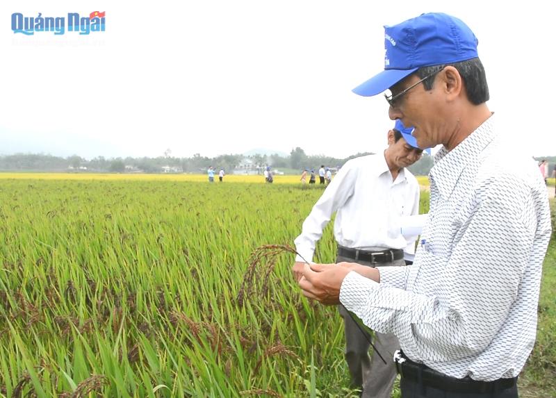 Mô hình sản xuất lúa hữu cơ chất lượng cao của Công ty Nông Tín.