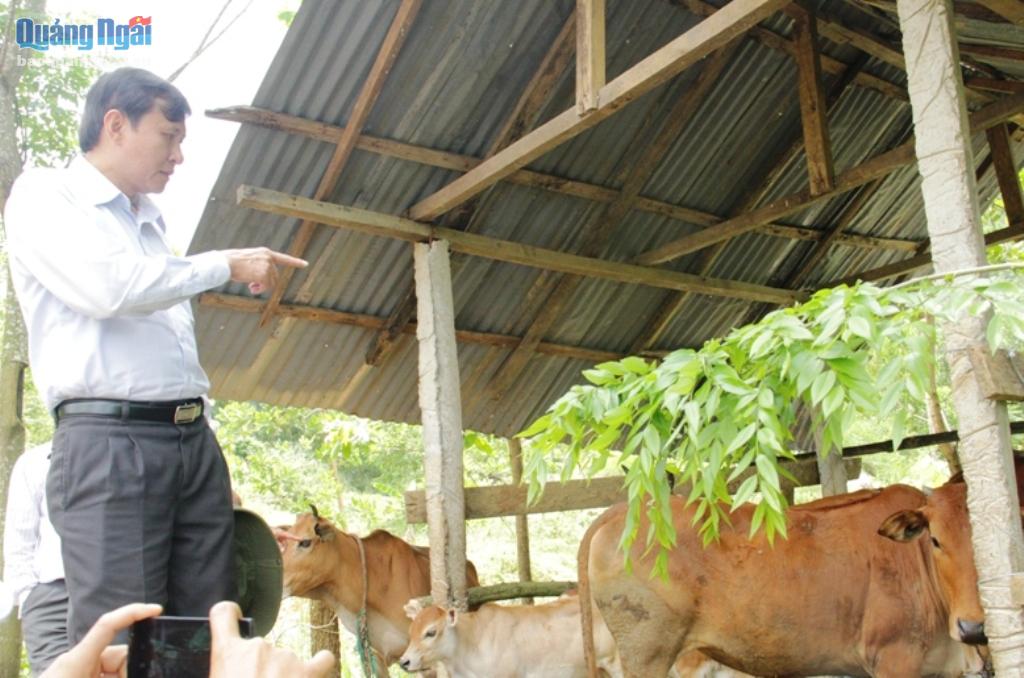 Kiểm tra mô hình chăn nuôi bò ở xã Sơn Long.