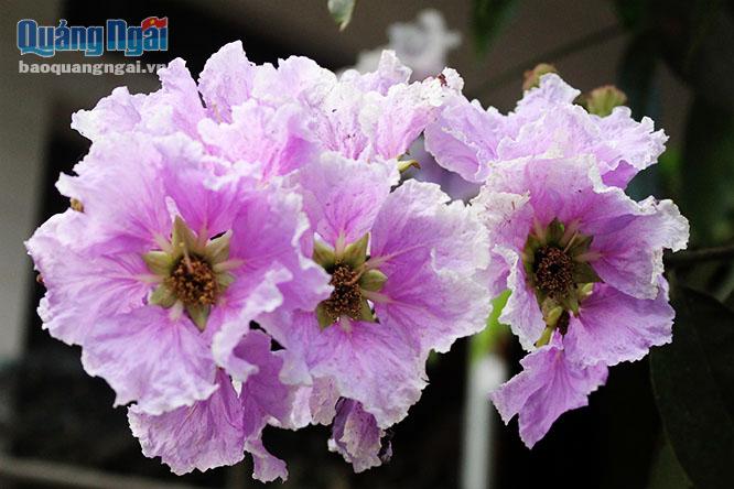 Hoa bằng lăng khi mới nở sẽ có màu tím sẫm, và rồi nhạt dần trước khi rụng. 